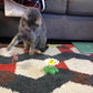 Promoción del festival💝Juguete interactivo para gatos
