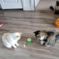 Promoción del festival💝Juguete interactivo para gatos